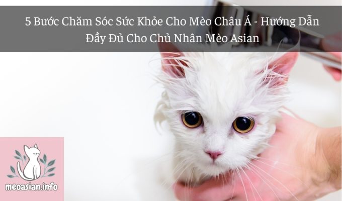 5 Bước Chăm Sóc Sức Khỏe Cho Mèo Châu Á - Hướng Dẫn Đầy Đủ Cho Chủ Nhân Mèo Asian