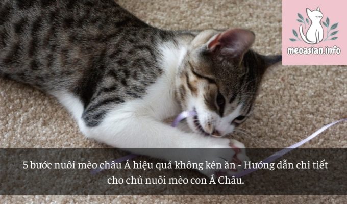 5 bước nuôi mèo châu Á hiệu quả không kén ăn - Hướng dẫn chi tiết cho chủ nuôi mèo con Á Châu.