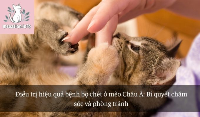 Điều trị hiệu quả bệnh bọ chét ở mèo Châu Á: Bí quyết chăm sóc và phòng tránh