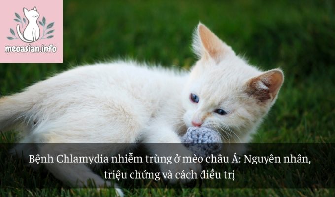 Bệnh Chlamydia nhiễm trùng ở mèo châu Á: Nguyên nhân, triệu chứng và cách điều trị