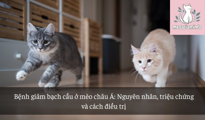 Bệnh giảm bạch cầu ở mèo châu Á: Nguyên nhân, triệu chứng và cách điều trị