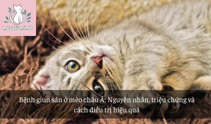 Bệnh giun sán ở mèo châu Á: Nguyên nhân, triệu chứng và cách điều trị hiệu quả