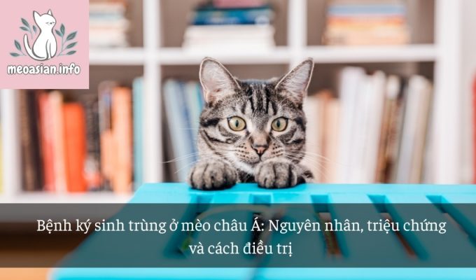 Bệnh ký sinh trùng ở mèo châu Á: Nguyên nhân, triệu chứng và cách điều trị