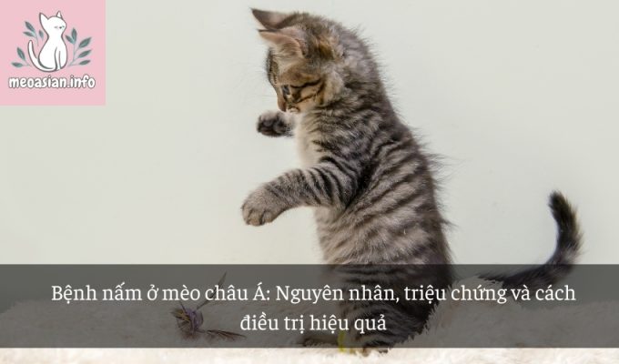 Bệnh nấm ở mèo châu Á: Nguyên nhân, triệu chứng và cách điều trị hiệu quả