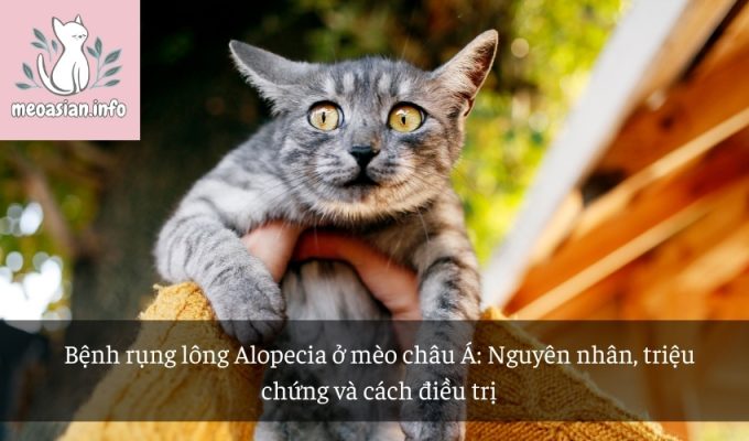 Bệnh rụng lông Alopecia ở mèo châu Á: Nguyên nhân, triệu chứng và cách điều trị