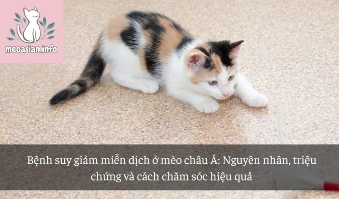 Bệnh suy giảm miễn dịch ở mèo châu Á: Nguyên nhân, triệu chứng và cách chăm sóc hiệu quả