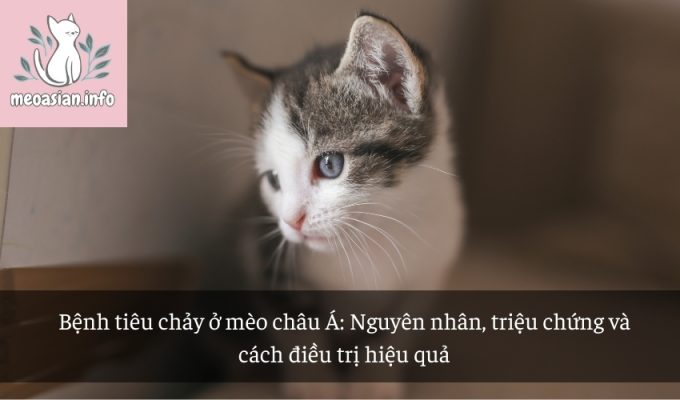 Bệnh tiêu chảy ở mèo châu Á: Nguyên nhân, triệu chứng và cách điều trị hiệu quả