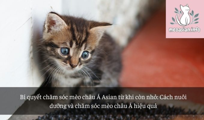 Bí quyết chăm sóc mèo châu Á Asian từ khi còn nhỏ: Cách nuôi dưỡng và chăm sóc mèo châu Á hiệu quả