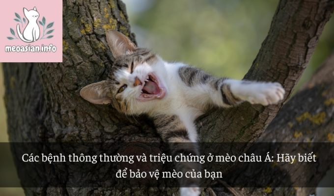 Các bệnh thông thường và triệu chứng ở mèo châu Á: Hãy biết để bảo vệ mèo của bạn