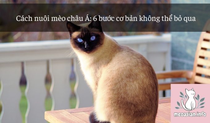 Cách nuôi mèo châu Á: 6 bước cơ bản không thể bỏ qua