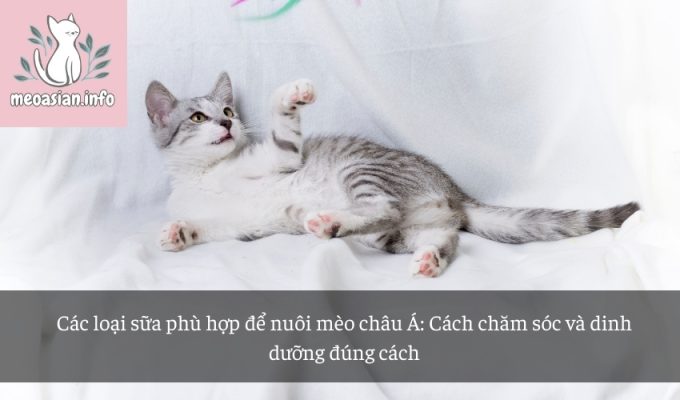 Các loại sữa phù hợp để nuôi mèo châu Á: Cách chăm sóc và dinh dưỡng đúng cách