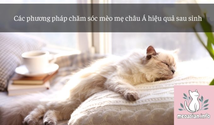 Các phương pháp chăm sóc mèo mẹ châu Á hiệu quả sau sinh