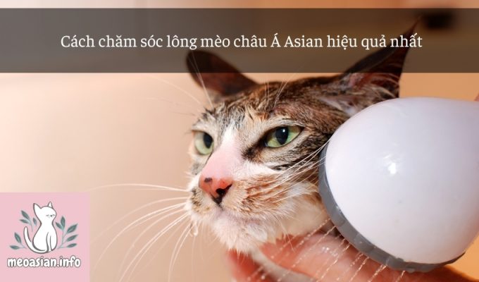 Cách chăm sóc lông mèo châu Á Asian hiệu quả nhất