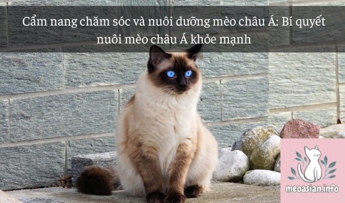 Cẩm nang chăm sóc và nuôi dưỡng mèo châu Á: Bí quyết nuôi mèo châu Á khỏe mạnh