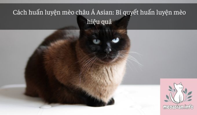 Cách huấn luyện mèo châu Á Asian: Bí quyết huấn luyện mèo hiệu quả