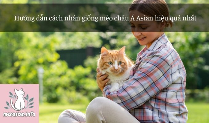 Hướng dẫn cách nhân giống mèo châu Á Asian hiệu quả nhất