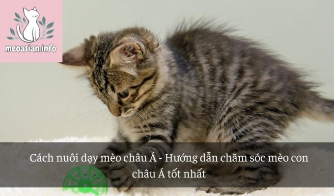 Cách nuôi dạy mèo châu Á - Hướng dẫn chăm sóc mèo con châu Á tốt nhất