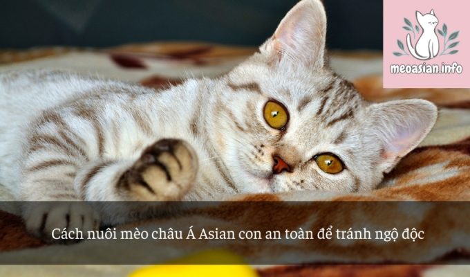 Cách nuôi mèo châu Á Asian con an toàn để tránh ngộ độc