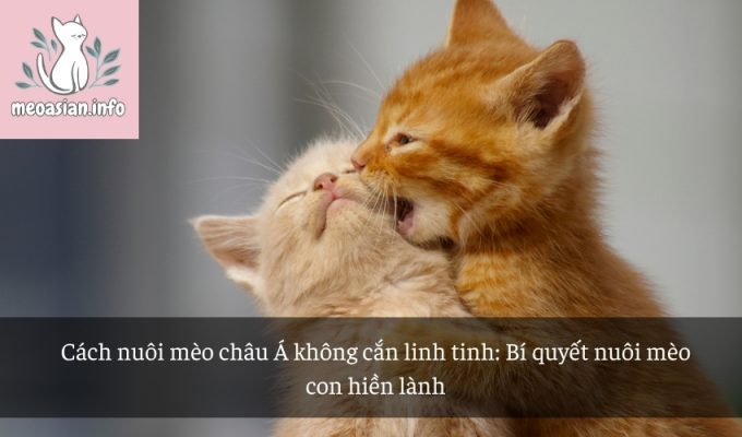 Cách nuôi mèo châu Á không cắn linh tinh: Bí quyết nuôi mèo con hiền lành