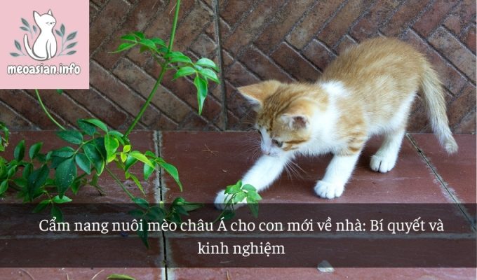 Cẩm nang nuôi mèo châu Á cho con mới về nhà: Bí quyết và kinh nghiệm