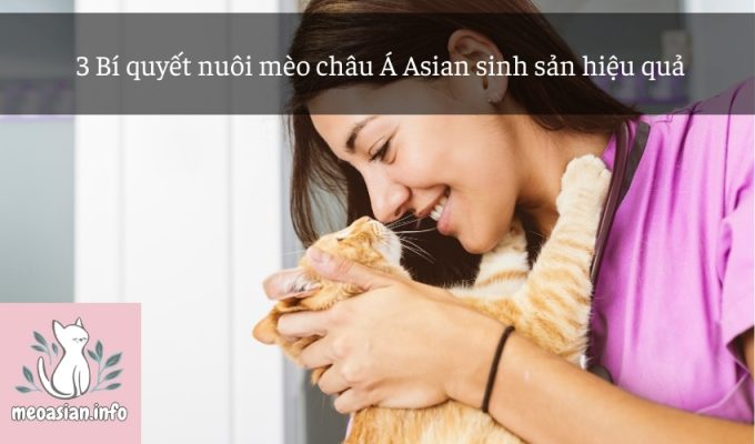 3 Bí quyết nuôi mèo châu Á Asian sinh sản hiệu quả