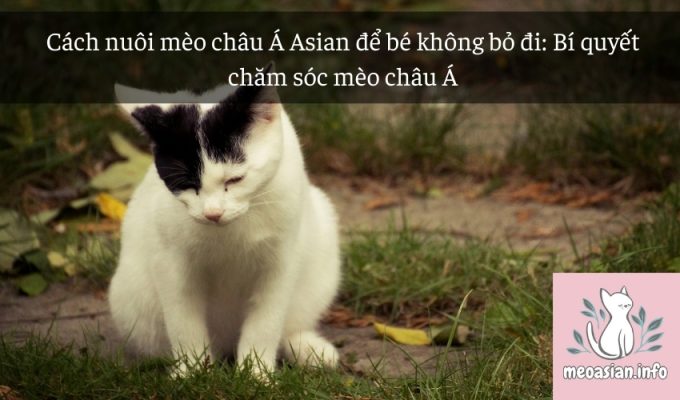 Cách nuôi mèo châu Á Asian để bé không bỏ đi: Bí quyết chăm sóc mèo châu Á