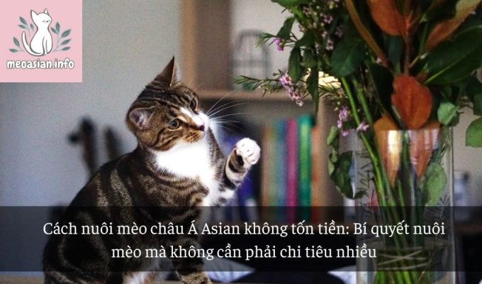 Cách nuôi mèo châu Á Asian không tốn tiền: Bí quyết nuôi mèo mà không cần phải chi tiêu nhiều