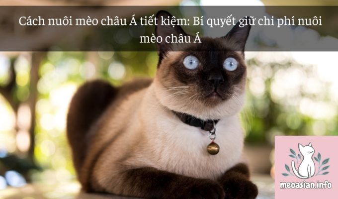 Cách nuôi mèo châu Á tiết kiệm: Bí quyết giữ chi phí nuôi mèo châu Á