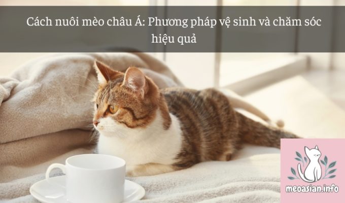 Cách nuôi mèo châu Á: Phương pháp vệ sinh và chăm sóc hiệu quả