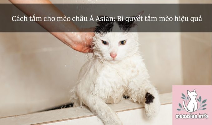 Cách tắm cho mèo châu Á Asian: Bí quyết tắm mèo hiệu quả