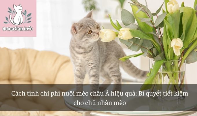 Cách tính chi phí nuôi mèo châu Á hiệu quả: Bí quyết tiết kiệm cho chủ nhân mèo