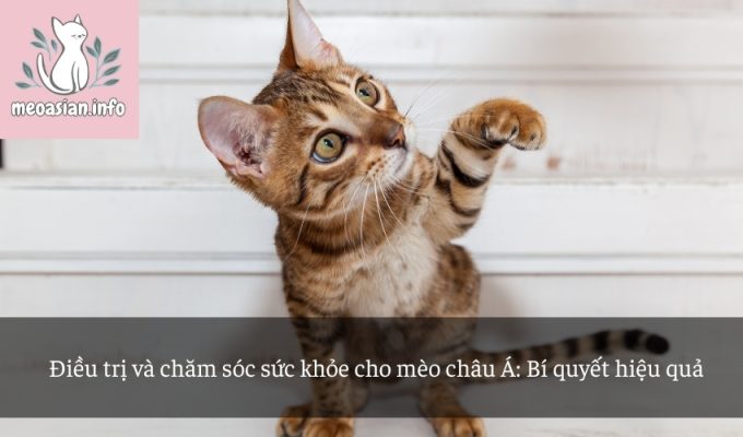 Điều trị và chăm sóc sức khỏe cho mèo châu Á: Bí quyết hiệu quả