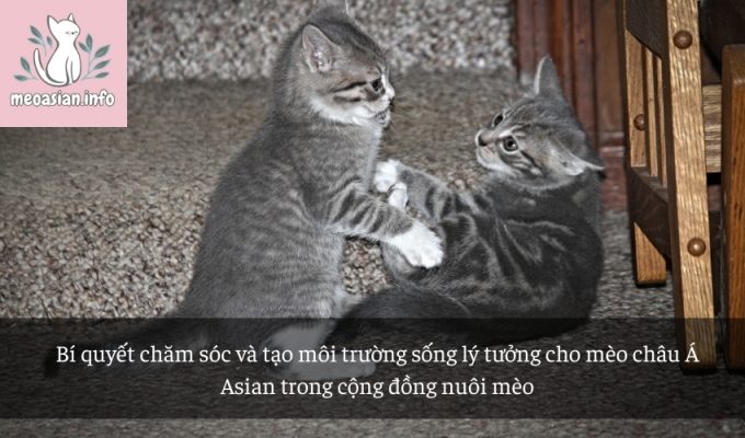 Bí quyết chăm sóc và tạo môi trường sống lý tưởng cho mèo châu Á Asian trong cộng đồng nuôi mèo