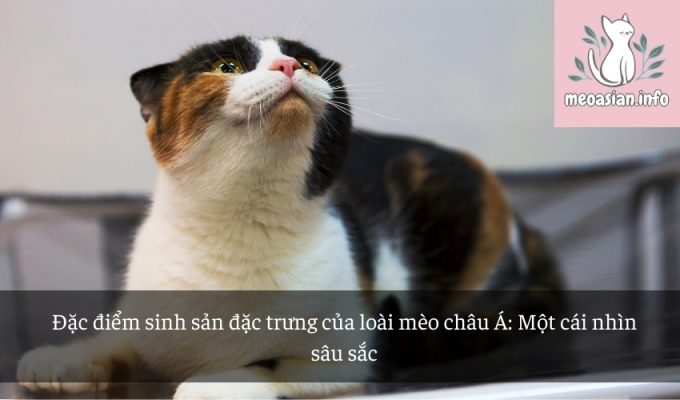 Đặc điểm sinh sản đặc trưng của loài mèo châu Á: Một cái nhìn sâu sắc