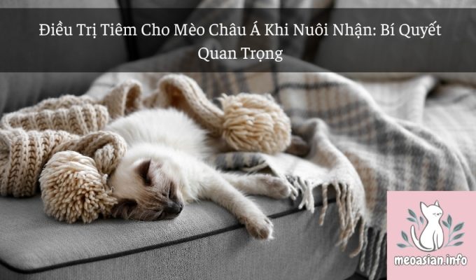 Điều Trị Tiêm Cho Mèo Châu Á Khi Nuôi Nhận: Bí Quyết Quan Trọng