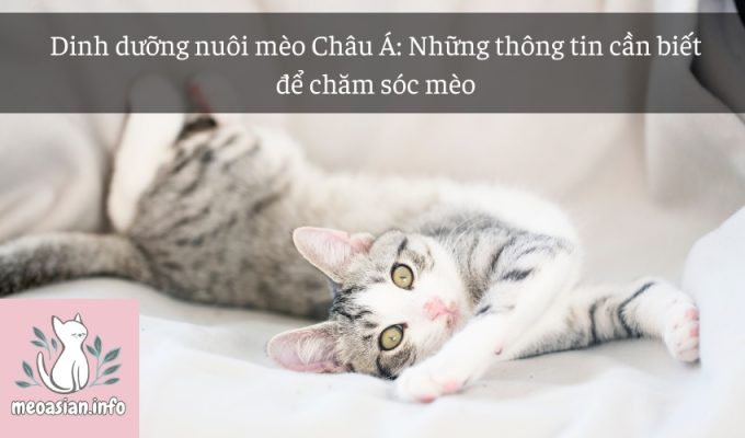 Dinh dưỡng nuôi mèo Châu Á: Những thông tin cần biết để chăm sóc mèo