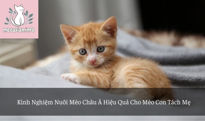 Kinh Nghiệm Nuôi Mèo Châu Á Hiệu Quả Cho Mèo Con Tách Mẹ