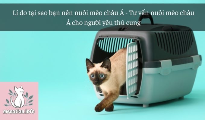 Lí do tại sao bạn nên nuôi mèo châu Á - Tư vấn nuôi mèo châu Á cho người yêu thú cưng