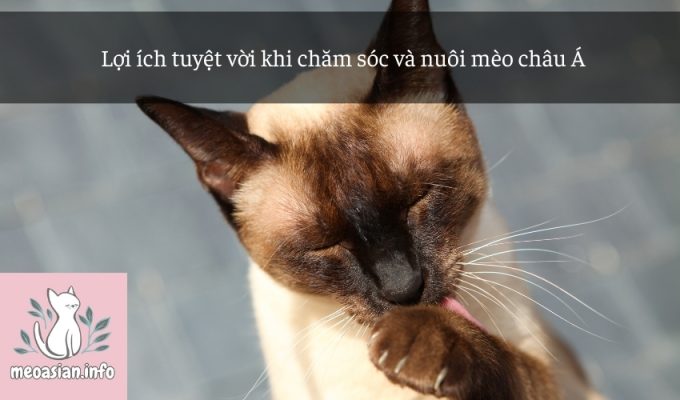 Lợi ích tuyệt vời khi chăm sóc và nuôi mèo châu Á