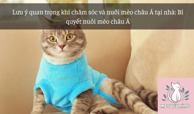 Lưu ý quan trọng khi chăm sóc và nuôi mèo châu Á tại nhà: Bí quyết nuôi mèo châu Á