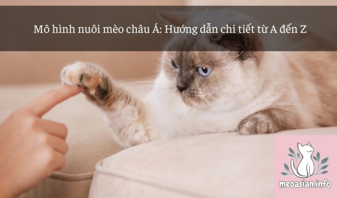 Mô hình nuôi mèo châu Á: Hướng dẫn chi tiết từ A đến Z