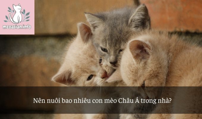 Nên nuôi bao nhiêu con mèo Châu Á trong nhà?