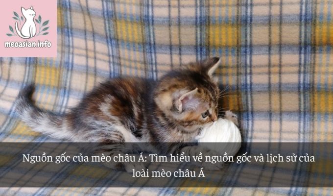 Nguồn gốc của mèo châu Á: Tìm hiểu về nguồn gốc và lịch sử của loài mèo châu Á