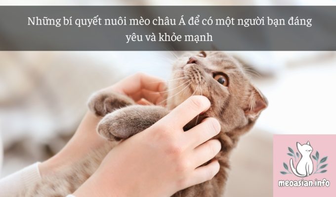 Những bí quyết nuôi mèo châu Á để có một người bạn đáng yêu và khỏe mạnh