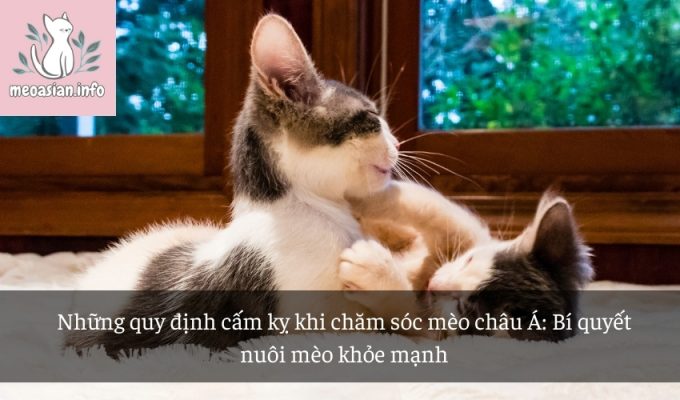 Những quy định cấm kỵ khi chăm sóc mèo châu Á: Bí quyết nuôi mèo khỏe mạnh