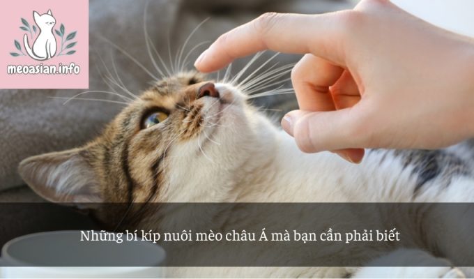 Những bí kíp nuôi mèo châu Á mà bạn cần phải biết