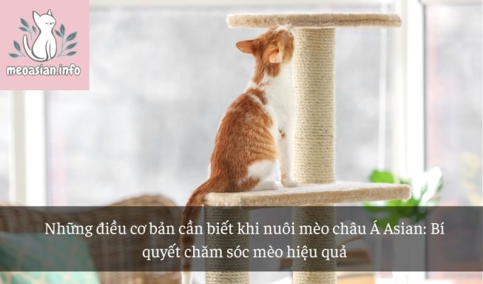 Những điều cơ bản cần biết khi nuôi mèo châu Á Asian: Bí quyết chăm sóc mèo hiệu quả