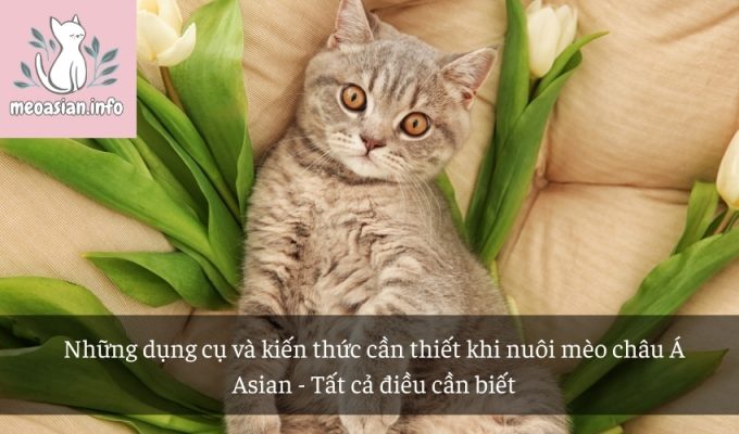 Những dụng cụ và kiến thức cần thiết khi nuôi mèo châu Á Asian - Tất cả điều cần biết