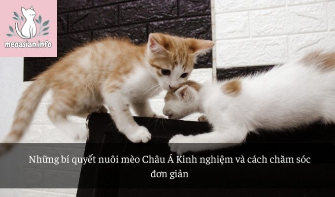 Những bí quyết nuôi mèo Châu Á Kinh nghiệm và cách chăm sóc đơn giản