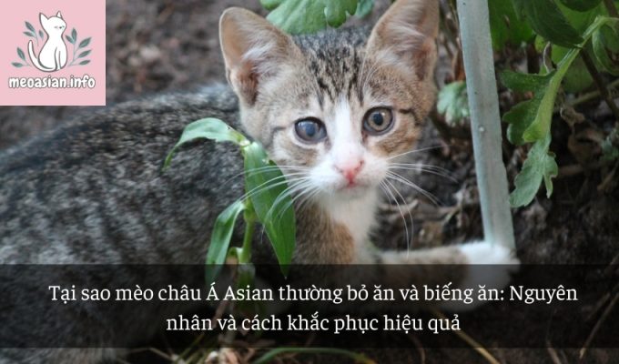 Tại sao mèo châu Á Asian thường bỏ ăn và biếng ăn: Nguyên nhân và cách khắc phục hiệu quả